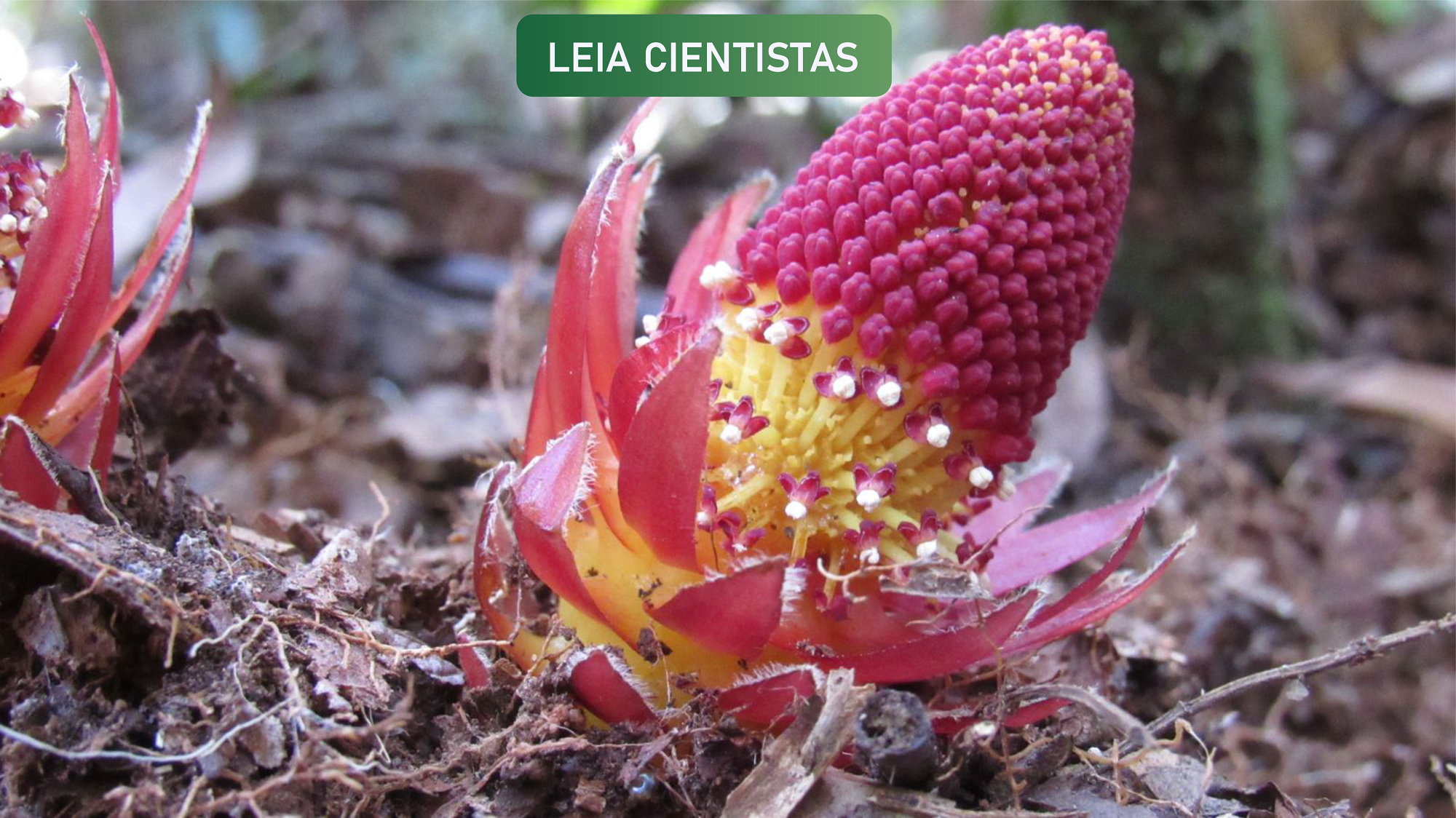 A beleza rara sob nossos pés | Comunica UFU